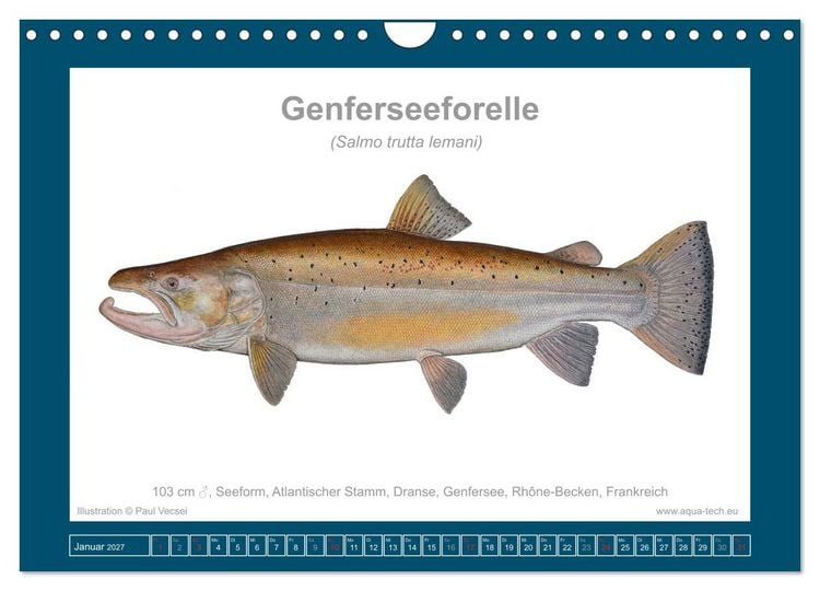 Produktbild: Fisch als Kunst 2027: Seeforellen (Wandkalender 2027 DIN A4 quer), CALVENDO Monatskalender