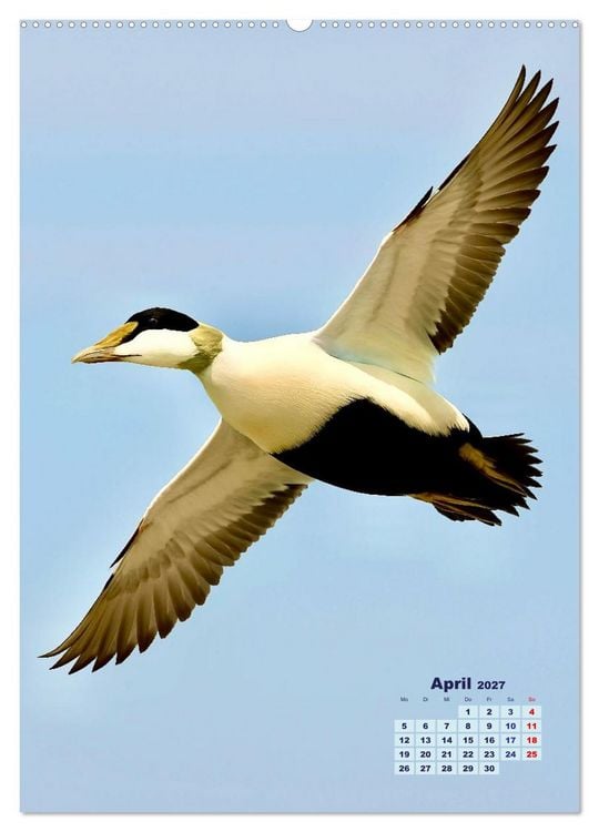 Produktbild: Seev&ouml;gel an der Nordsee (Wandkalender 2027 DIN A2 hoch), CALVENDO Monatskalender