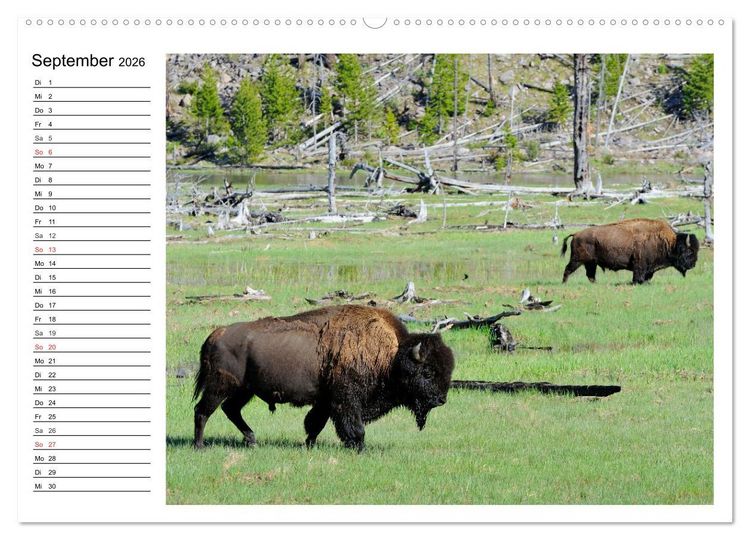 Produktbild: Der nordamerikanische Bison (Wandkalender 2026 DIN A2 quer), CALVENDO Monatskalender