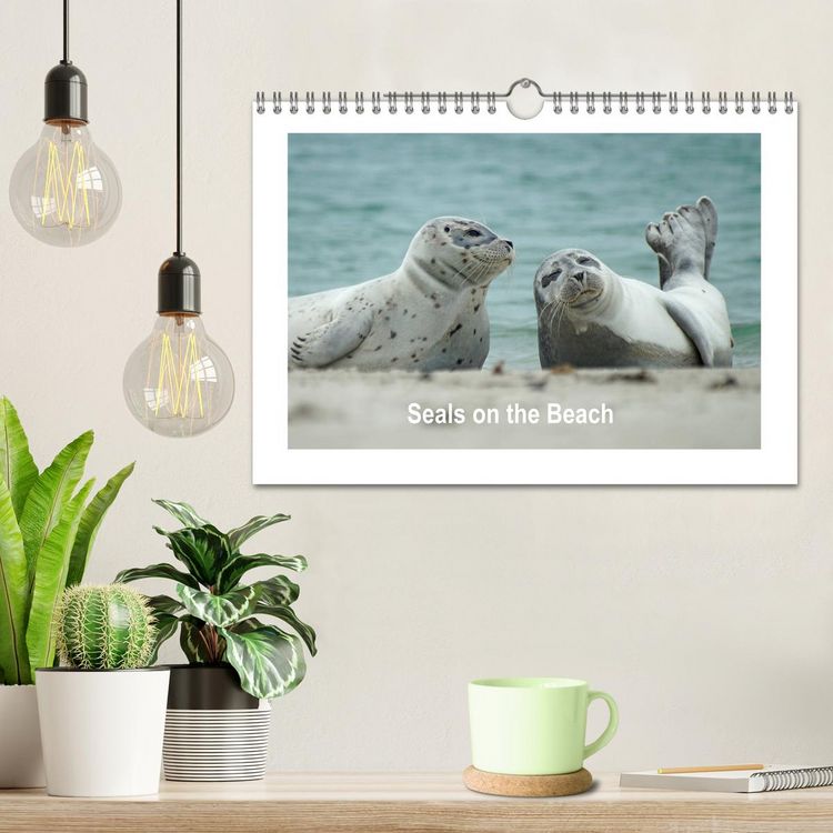 Produktbild: Seals on the Beach (Wall Calendar 2026 DIN A4 landscape), CALVENDO 12 Month Wall Calendar