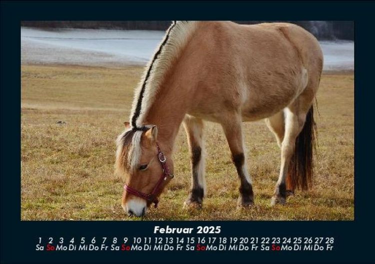 Produktbild: Pferde Kalender 2025 Fotokalender DIN A5