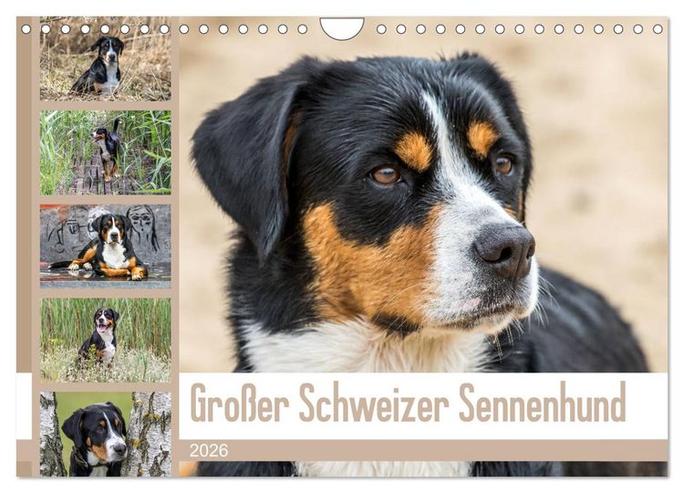 Produktbild: Gro&szlig;er Schweizer Sennenhund (Wandkalender 2026 DIN A4 quer), CALVENDO Monatskalender