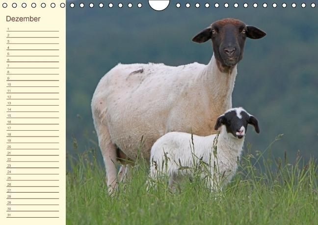 Produktbild: Der wollige Geburtstagskalender (Wandkalender immerw&auml;hrend DIN A4 quer)