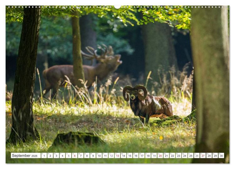 Produktbild: Emotionale Momente: Muffelwild. (hochwertiger Premium Wandkalender 2026 DIN A2 quer), Kunstdruck in Hochglanz