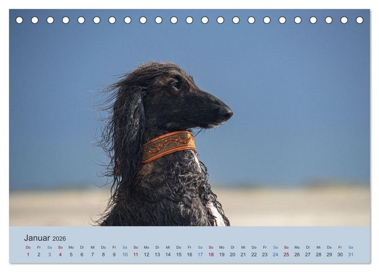 Produktbild: AFGHANISCHE WINDHUNDE 2026 (Tischkalender 2026 DIN A5 quer), CALVENDO Monatskalender