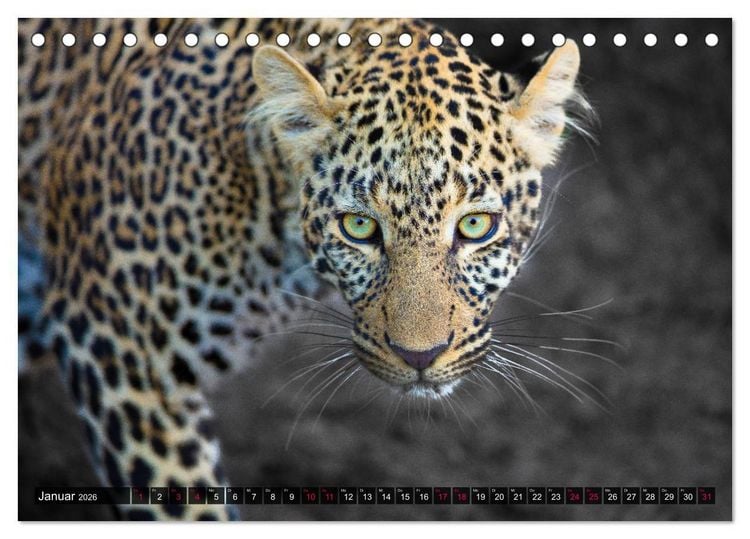 Produktbild: Safari Afrika (Tischkalender 2026 DIN A5 quer), CALVENDO Monatskalender