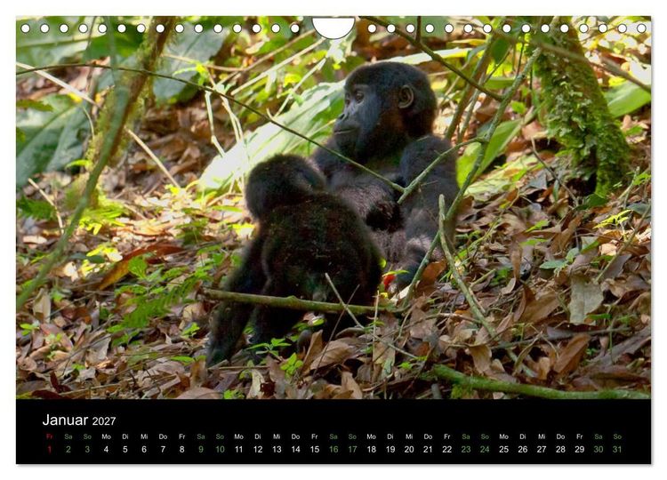 Produktbild: Ugandas friedliche Berggorillas (Wandkalender 2027 DIN A4 quer), CALVENDO Monatskalender