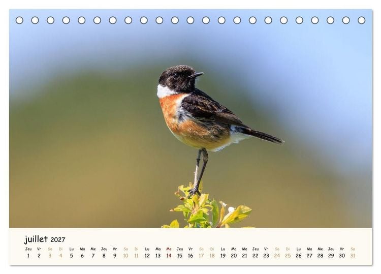 Produktbild: Esprit animal - Regards minimalistes (Calendrier de bureau 2027 DIN A5 vertical), CALVENDO calendrier mensuel