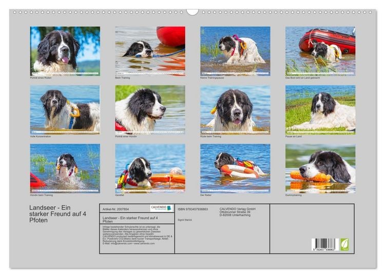 Produktbild: Landseer - Ein starker Freund auf 4 Pfoten (Wandkalender 2026 DIN A2 quer), CALVENDO Monatskalender