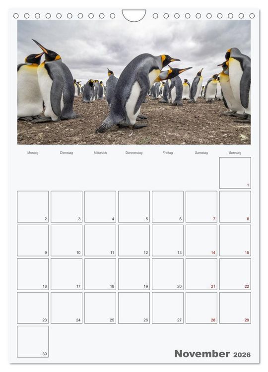 Produktbild: Alltag bei den Pinguinen auf Falkland (Wandkalender 2026 DIN A4 hoch), CALVENDO Monatskalender