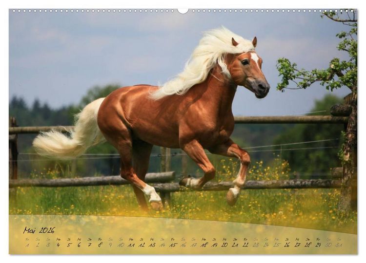 Produktbild: Haflinger-Pferde in Reinzucht (Wandkalender 2026 DIN A2 quer), CALVENDO Monatskalender