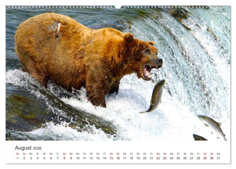 Produktbild: B&auml;ren - Pandas, Grizzlyb&auml;ren und Co. (Wandkalender 2026 DIN A2 quer), CALVENDO Monatskalender