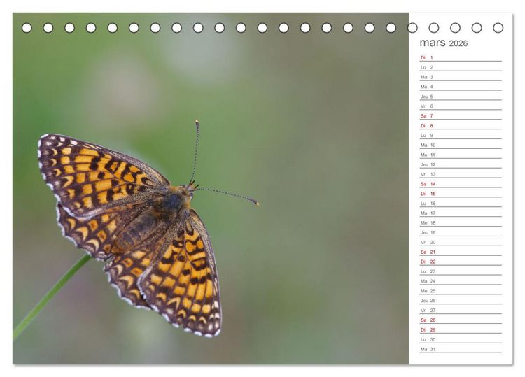 Produktbild: Dans le jardin des papillons (Calendrier de bureau 2026 DIN A5 vertical), CALVENDO calendrier mensuel