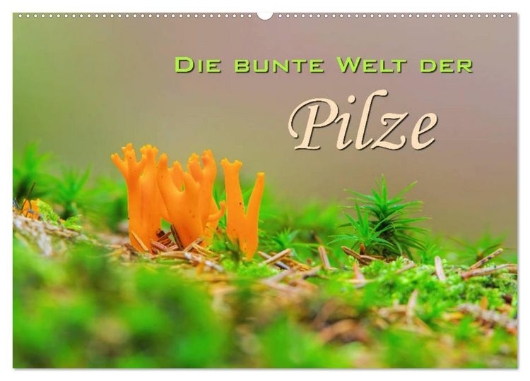 Produktbild: Die bunte Welt der Pilze (Wandkalender 2026 DIN A2 quer), CALVENDO Monatskalender