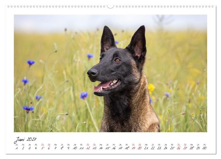 Produktbild: Malinois - Seelen aus Feuer (Wandkalender 2027 DIN A2 quer), CALVENDO Monatskalender