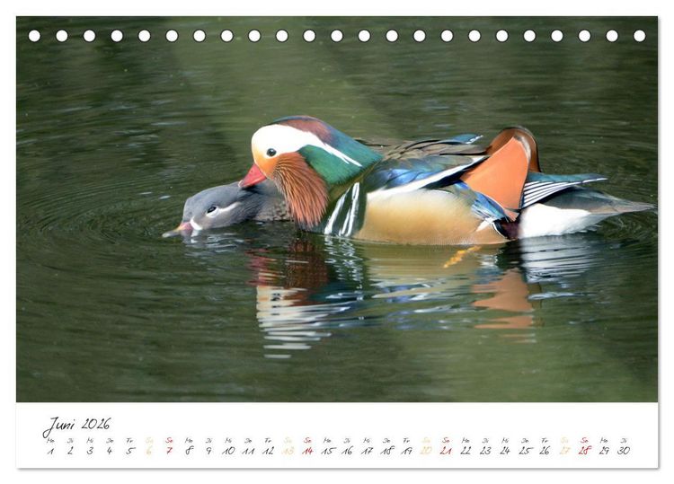 Produktbild: Mandarinenenten, die Liebe zur Natur (Tischkalender 2026 DIN A5 quer), CALVENDO Monatskalender