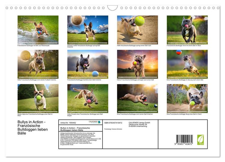 Produktbild: Bullys in Action - Franz&ouml;sische Bulldoggen lieben B&auml;lle (Wandkalender 2026 DIN A3 quer), CALVENDO Monatskalender