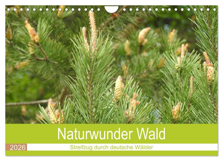 Produktbild: Naturwunder Wald (Wandkalender 2026 DIN A4 quer), CALVENDO Monatskalender