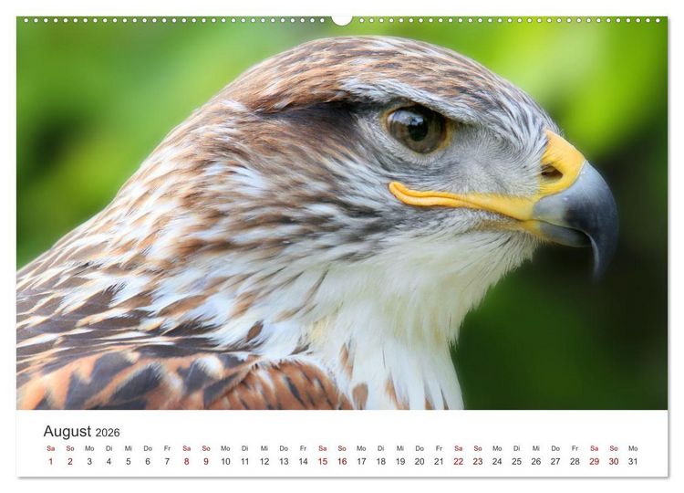 Produktbild: GREIFVOGEL- UND EULENPORTR&Auml;TS (Wandkalender 2026 DIN A2 quer), CALVENDO Monatskalender