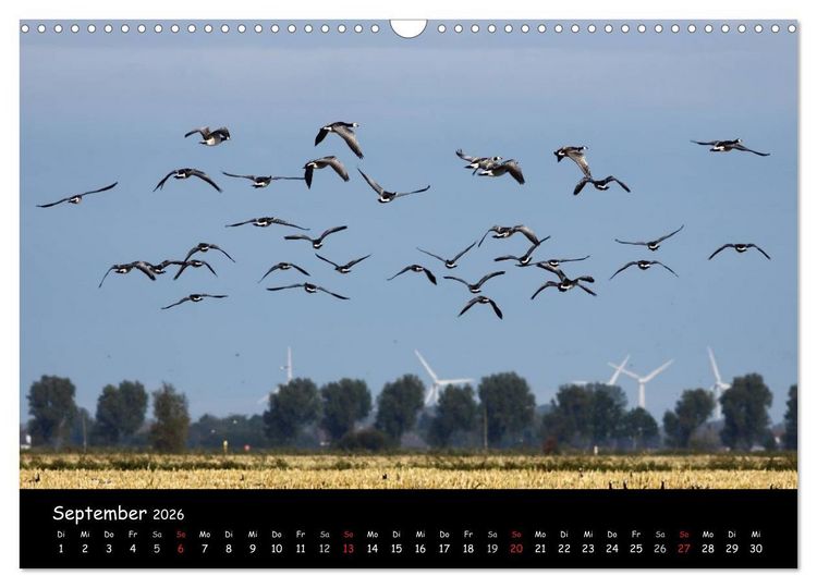 Produktbild: Schrei der Wildg&auml;nse (Wandkalender 2026 DIN A3 quer), CALVENDO Monatskalender