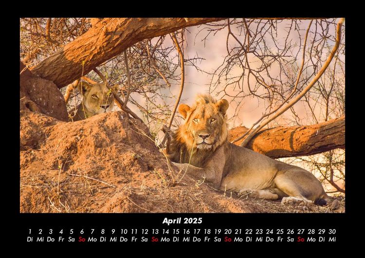 Produktbild: L&ouml;wen in der Wildnis 2025 Fotokalender DIN A3