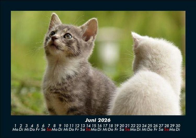 Produktbild: F&uuml;r Katzenfreunde 2026 Fotokalender DIN A5