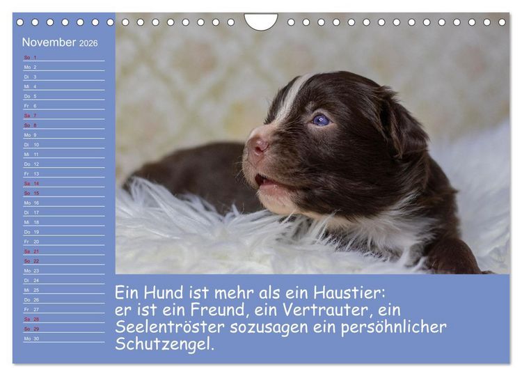 Produktbild: Drollige Tierkinder Mit Spr&uuml;chen (Wandkalender 2026 DIN A4 quer), CALVENDO Monatskalender
