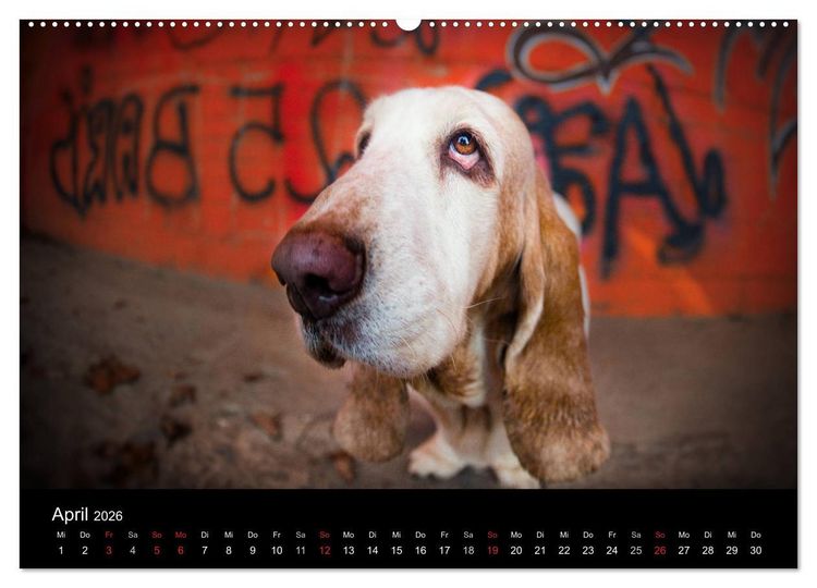 Produktbild: Der Basset, eine LANGE und besondere Liebe (Wandkalender 2026 DIN A2 quer), CALVENDO Monatskalender