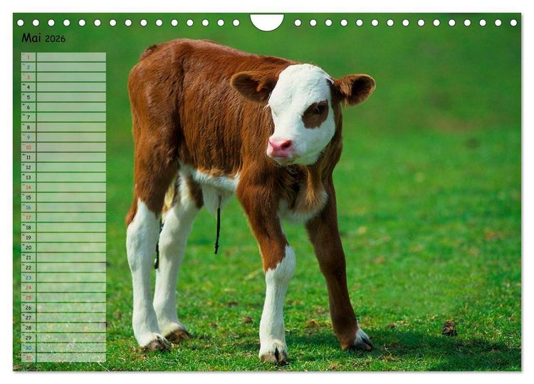 Produktbild: Rinder auf dem Lande (Wandkalender 2026 DIN A4 quer), CALVENDO Monatskalender