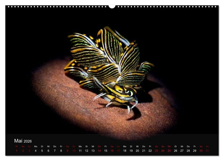 Produktbild: Tauchen in Indonesien - BUNTE MEERESSCHNECKEN (hochwertiger Premium Wandkalender 2026 DIN A2 quer), Kunstdruck in Hochglanz