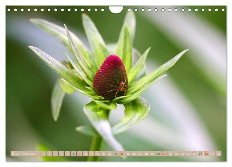 Produktbild: Faszinierende Pflanzenwelt (Wandkalender 2027 DIN A4 quer), CALVENDO Monatskalender