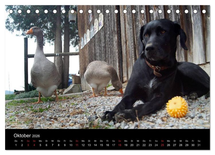 Produktbild: Der schwarze Hund und seine Freunde (Tischkalender 2026 DIN A5 quer), CALVENDO Monatskalender