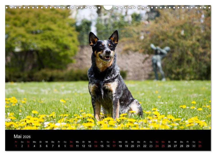 Produktbild: Australian Cattle Dogs zwischen Kunst und Kultur (Wandkalender 2026 DIN A3 quer), CALVENDO Monatskalender