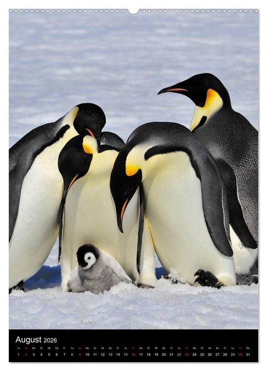 Produktbild: Pinguine - Wackeln im Thermo-Frack (Wandkalender 2026 DIN A2 hoch), CALVENDO Monatskalender