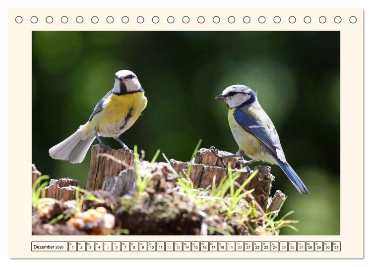 Produktbild: Gefiederte Sch&ouml;nheiten - Die Blaumeise (Tischkalender 2026 DIN A5 quer), CALVENDO Monatskalender
