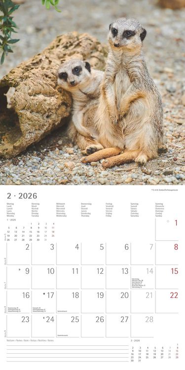 Produktbild: Alpha Edition - Erdmännchen 2026 Broschürenkalender, 30x30cm, Wandkalender mit P