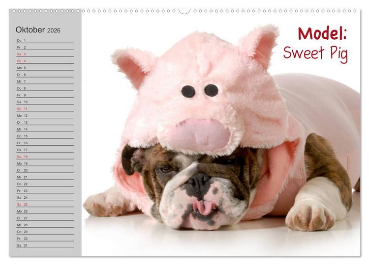 Produktbild: English Bulldog XXL Models (Wandkalender 2026 DIN A2 quer), CALVENDO Monatskalender