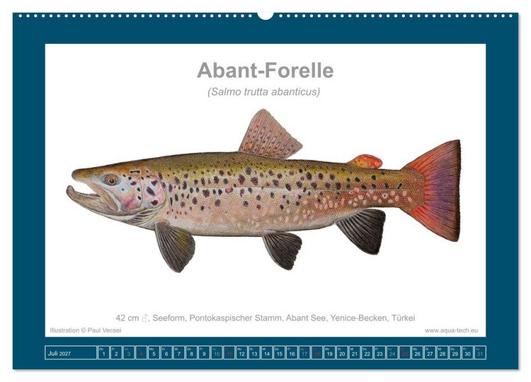 Produktbild: Fisch als Kunst 2027: Seeforellen (Wandkalender 2027 DIN A2 quer), CALVENDO Monatskalender