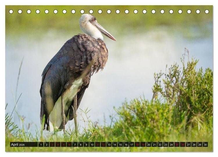 Produktbild: Safari Afrika (Tischkalender 2026 DIN A5 quer), CALVENDO Monatskalender