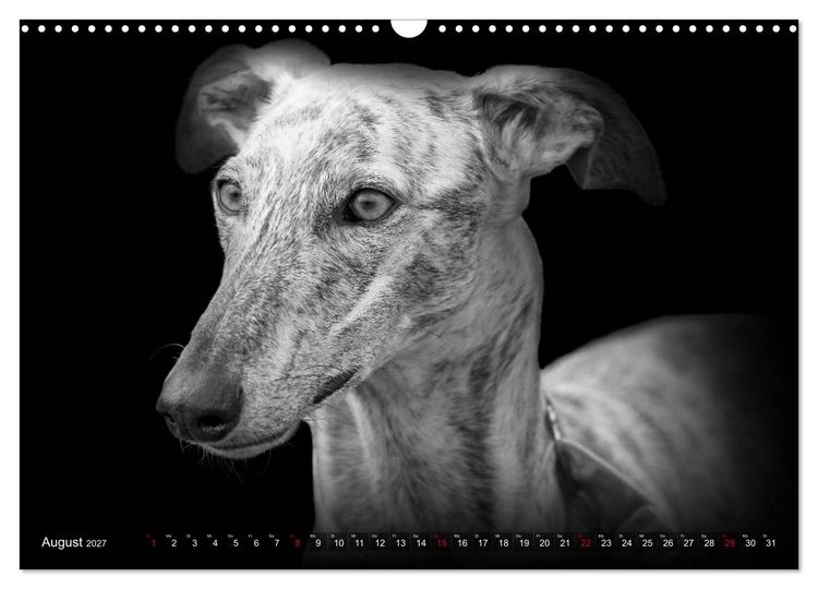 Produktbild: Galgo Espa&ntilde;ol - der spanische Windhund 2027 (Wandkalender 2027 DIN A3 quer), CALVENDO Monatskalender
