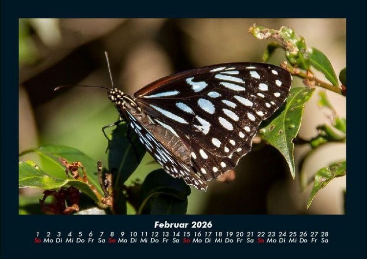 Produktbild: Bunte Pracht der Schmetterlinge 2026 Fotokalender DIN A4