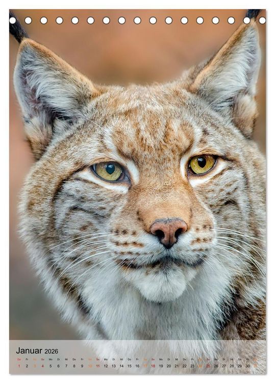 Produktbild: Tiere - K&ouml;pfe mit Charakter (Tischkalender 2026 DIN A5 hoch), CALVENDO Monatskalender