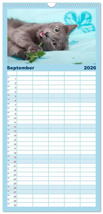 Produktbild: Familienplaner 2026 - Nebelung Katzen mit 5 Spalten (Wandkalender, 21 x 45 cm) CALVENDO