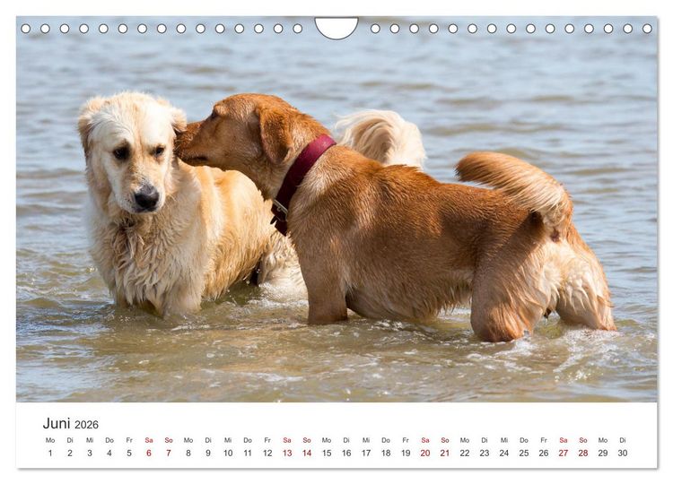 Produktbild: Freunde auf vier Pfoten am Strand (Wandkalender 2026 DIN A4 quer), CALVENDO Monatskalender