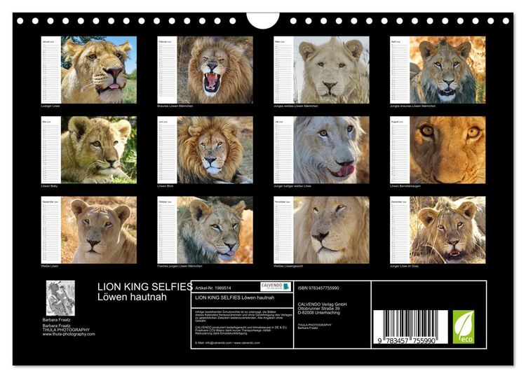 Produktbild: LION KING SELFIES L&ouml;wen hautnah (Wandkalender 2026 DIN A4 quer), CALVENDO Monatskalender