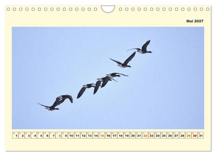 Produktbild: Tierwelt der W&uuml;mmeniederung (Wandkalender 2027 DIN A4 quer), CALVENDO Monatskalender