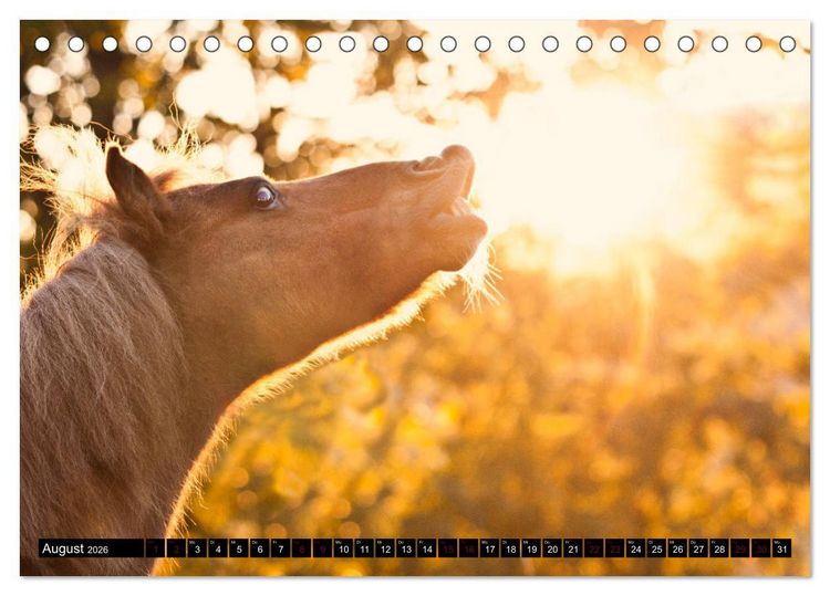 Produktbild: Shetlandpony Kalender (Tischkalender 2026 DIN A5 quer), CALVENDO Monatskalender