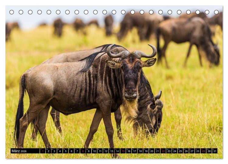 Produktbild: Masai Mara 2026 (Tischkalender 2026 DIN A5 quer), CALVENDO Monatskalender