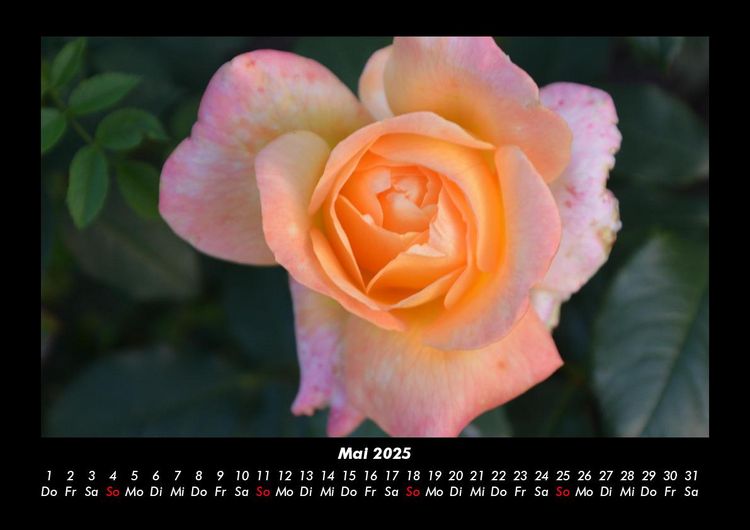 Produktbild: Blumenkalender 2025 Fotokalender DIN A3