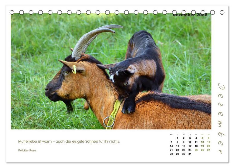 Produktbild: Mutterliebe - Ziegen mit ihren s&uuml;&szlig;en L&auml;mmern (Tischkalender 2026 DIN A5 quer), CALVENDO Monatskalender